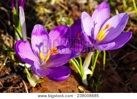 Colorful Blooming Purple Violet Crocus Heuffelianus (crocus Vernus) Alpine Flowers On Spring Carpath