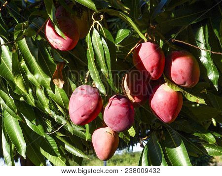 Mango Planting In Irrigated Agriculture Of The São Francisco River Valley, In Petrolina, Pernambuco 