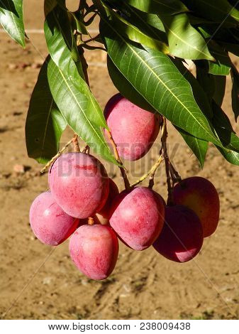 Mango Planting In Irrigated Agriculture Of The São Francisco River Valley, In Petrolina, Pernambuco 