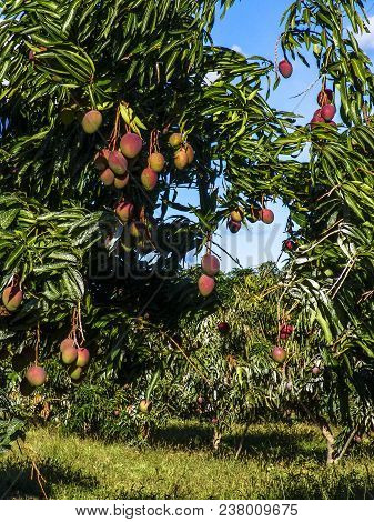 Mango Planting In Irrigated Agriculture Of The São Francisco River Valley, In Petrolina, Pernambuco 