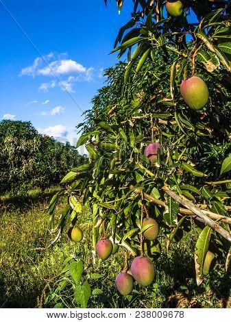 Mango Planting In Irrigated Agriculture Of The São Francisco River Valley, In Petrolina, Pernambuco 