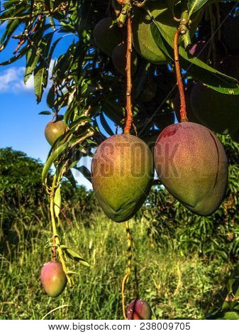 Mango Planting In Irrigated Agriculture Of The São Francisco River Valley, In Petrolina, Pernambuco 