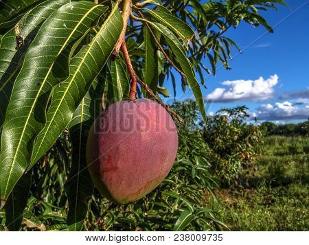 Mango Planting In Irrigated Agriculture Of The São Francisco River Valley, In Petrolina, Pernambuco 