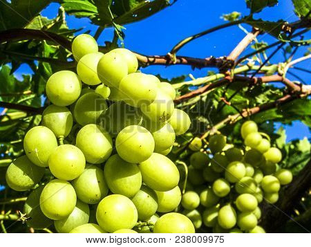 White Grapes On Field Located In Petrolina