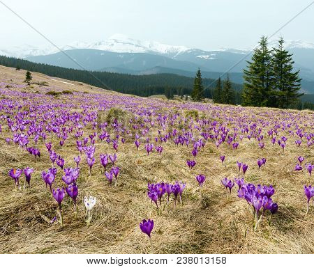 Colorful Blooming Purple Violet Crocus Heuffelianus (crocus Vernus) Alpine Flowers On Spring Carpath