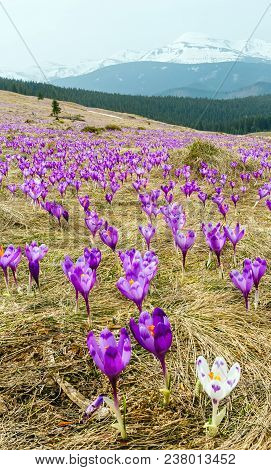 Purple Crocus Heuffelianus (crocus Vernus) Alpine Flowers On Spring Carpathian Mountain Plateau Vall