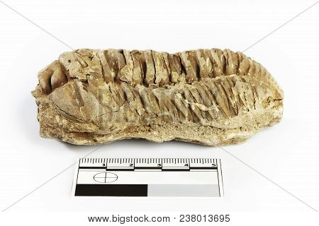Trilobite Fossil Found Probably In Morocco Documented With Scale And Measure On White Background