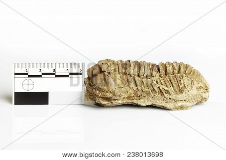 Trilobite Fossil Found Probably In Morocco Documented With Scale And Measure On White Background