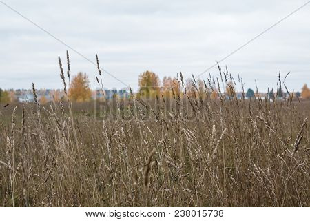 Field And Trees On The Background In An Autumn Day