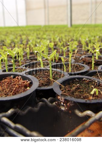 Orange Seedlings In A Nursery Located In The Municipality Of Araras, Sp