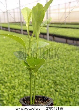Araras, Sp, Brazil, 05/09/2007. Worker Irrigates The Orange Seedlings In A Nursery Of The Company Sa