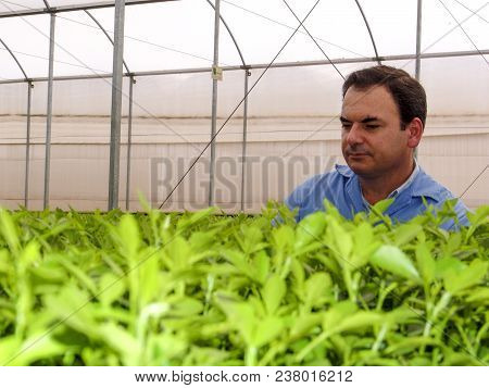 Araras, Sp, Brazil, 05/09/2007. Agronomic Engineer Analyzes Orange Seedlings In A Nursery Located In