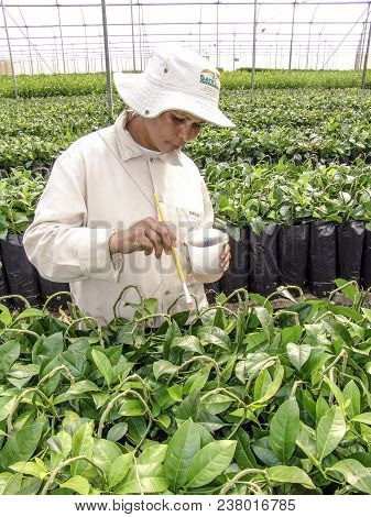 Araras, Sp, Brazil, 05/09/2007. Work Of Creation And Pruning Of The Orange Seedlings In A Nursery Of