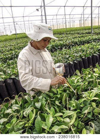 Araras, Sp, Brazil, 05/09/2007. Work Of Creation And Pruning Of The Orange Seedlings In A Nursery Of