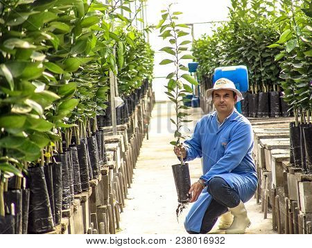 Araras, Sao Paulo, Brazil, September 05, 2007. Farmer Safe Orange Seedlings In A Greenhouse In Brazi