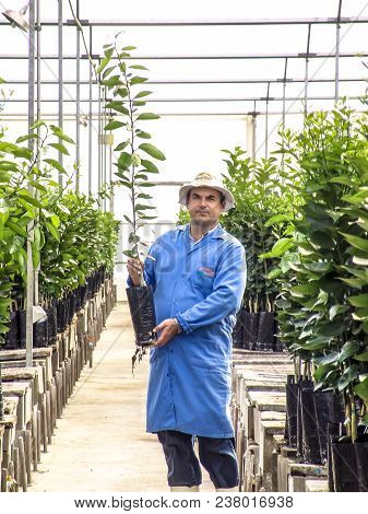 Araras, Sao Paulo, Brazil, September 05, 2007. Farmer Safe Orange Seedlings In A Greenhouse In Brazi