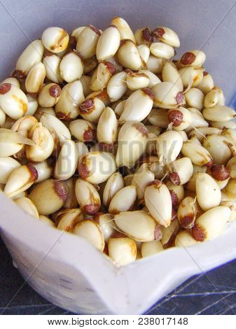 Orange Seeds Produced In The Municipality Of Araras, Sp