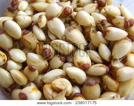 Orange Seeds Produced In The Municipality Of Araras, Sp