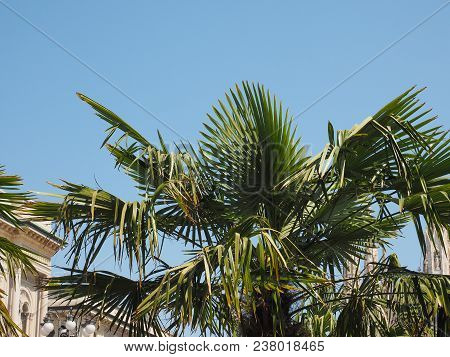 Leaves Of A Palm Tree (arecaceae) Over Blue Sky