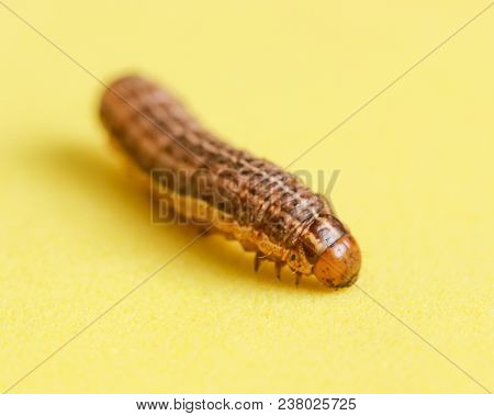 The Caterpillar Crawls On A Yellow Background .