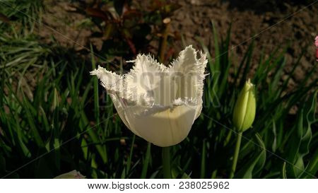 Tulips on a flower garden in a sunny spring day.