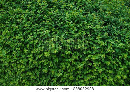 Living Wall Consisting Of Thousands Of Leaves, Decorates, Protects Against Noise And Looks Of Passer