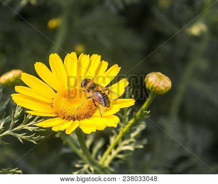 Bee On A Sunflower With Buds And Green Leaves