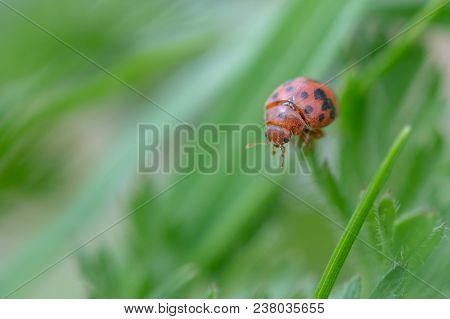 Twenty-four Spot Ladybird (subcoccinella Vigintiquattuorpunctata) On Grass. Small British Beetle In 