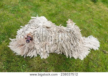 Big White Furry Dog Comodor In The Garden. Komodor Dog. A Dumb Dog Commodore On The Grass.