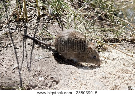 This Is A Side View Of A Long Nosed Potoroo
