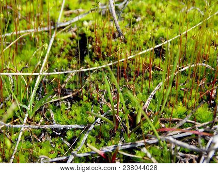 Marsh Moss-a Very Bright, Green Plant. It Grows In Swampy Areas.