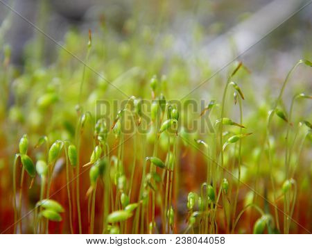 Marsh moss-a very bright, green plant. It grows in swampy areas.
