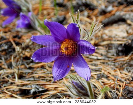 Snowdrop-a Symbol Of Spring, Purity And Youth! Forest Flower Early Spring.