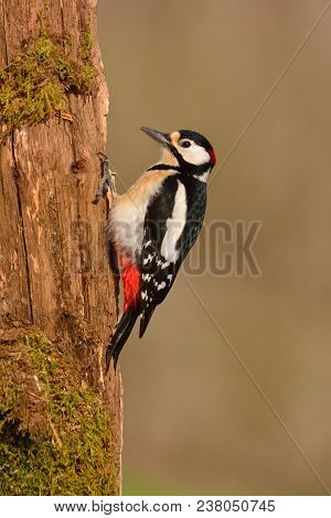 Great Spotted Woodpecker Perched On A Log.