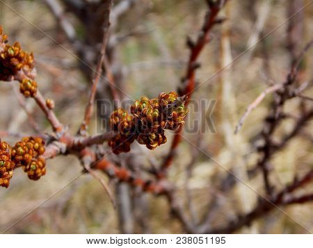 The Branch An Sea-buckthorn Tree In The Spring Forest