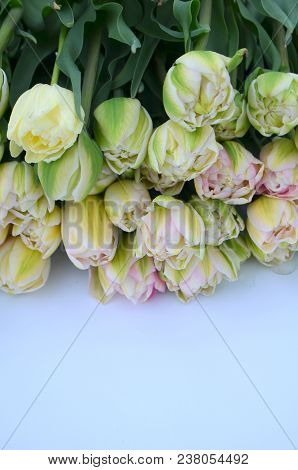 Tulip Finola Terry Early Pink And Avantgarde Gentle Yellow