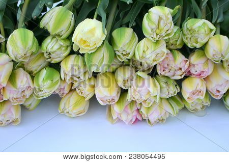 Tulip Finola Terry Early Pink And Avantgarde Gentle Yellow