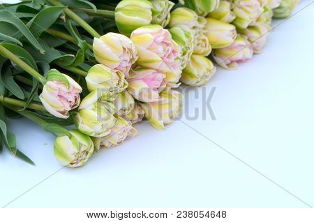 Tulip Finola Terry Early Pink And Avantgarde Gentle Yellow