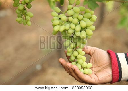 Hand Of Farmer In September Check And Collects The Selected Grape Bunches In India Maharastra Nasik 