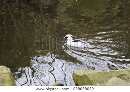 A Beautiful White Mergus Albellus Floating In The River In The Park.