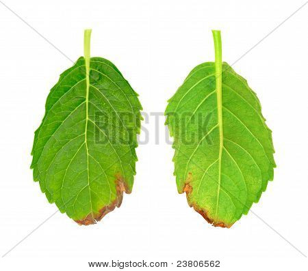 Syge blade af Hydrangea serrata Blue Bird - svampe angreb