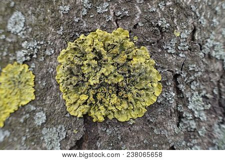 Close Up Of Yellow Xanthoria Parietina Lichen