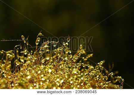 Close Up Common Haircap Moss (polytrichum Commune) Brown Stems And Capsules With Water Drops After T