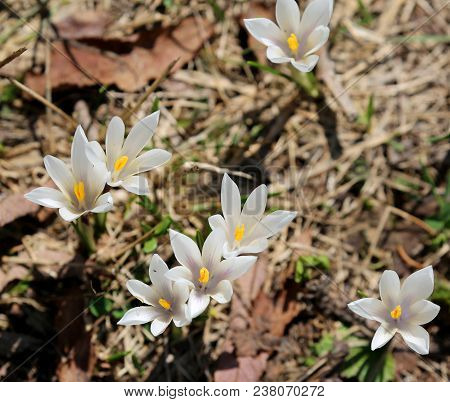 Many White Flowers Called Crocus Vernus A Species In Family Iridaceae In The Alps