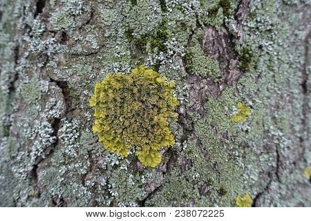 Round Yellow Xanthoria Parietina On Tree Bark Covered With Moss And Lichen