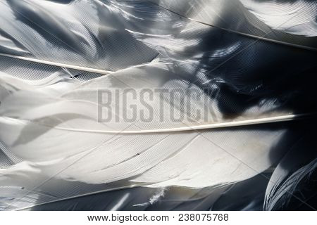 White feather. White angel wing on a black background      