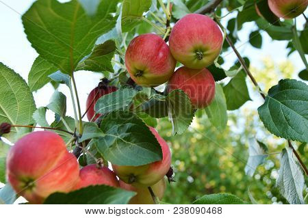 Red Ripe Apples Hanging On A Branch Of Apple Trees Against The Sky In The Garden.