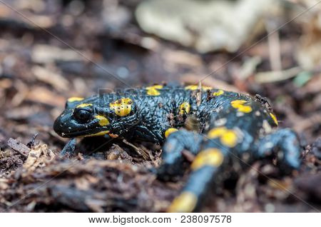 Close-up Of A Spotted Salamander Hiding In Tree Bark