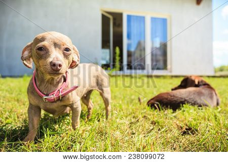 Little Dog Playing Outside
