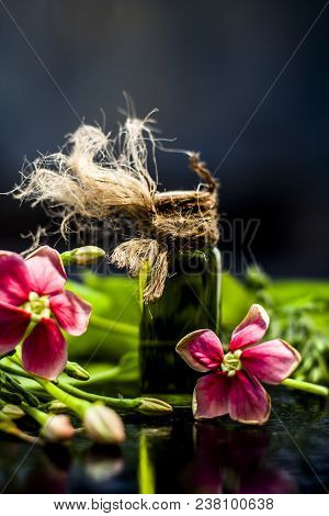 Ayurvedic And Floral Essence Of Rangoon Creeper Or Chinese Honeysuckle Or Madhumalti In A Transparen